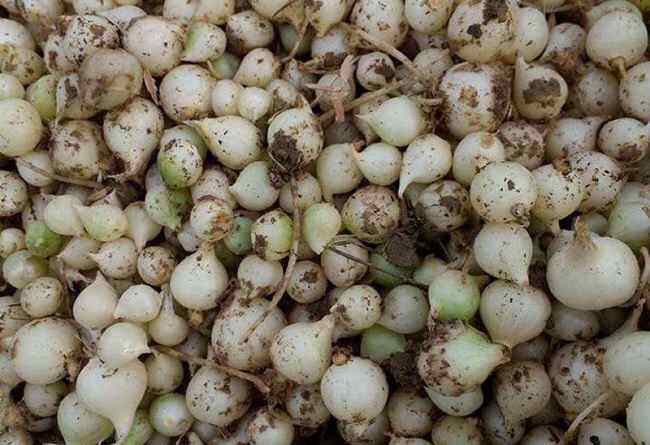 Hanh tăm ( củ nén) quê nghệ an 0.5kg