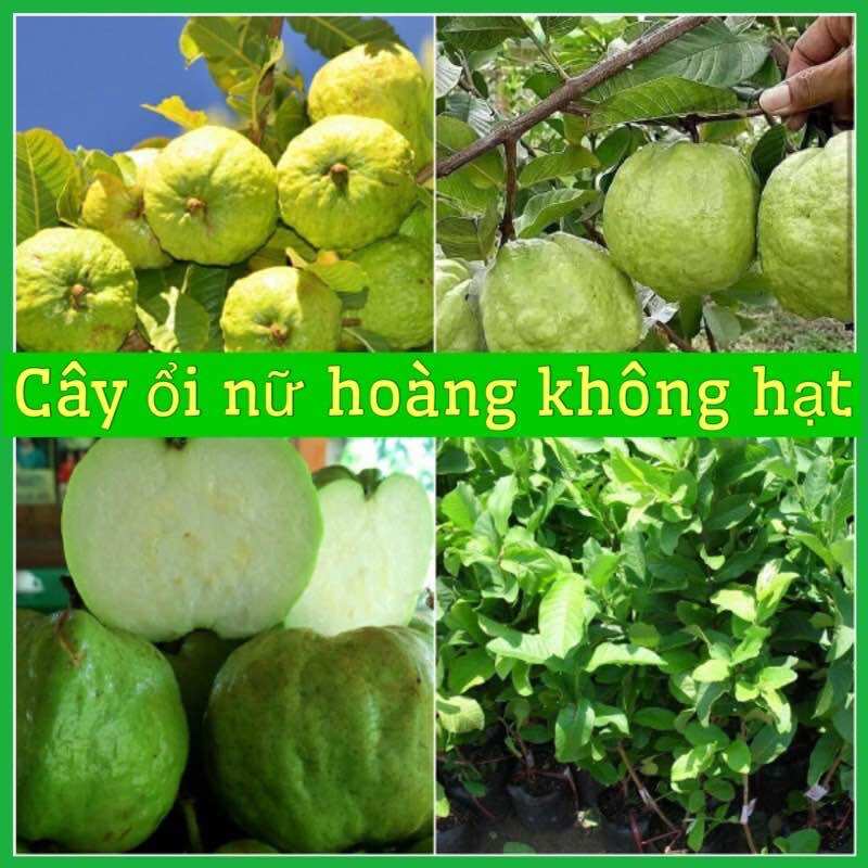 Cây giống ổi nữ hoàng không hạt