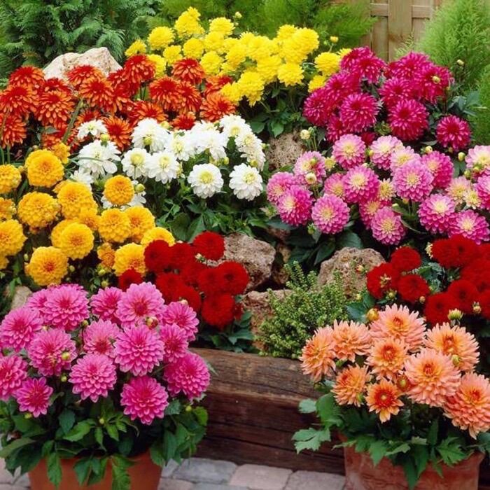 Củ hoa thược dược lùn(hàng nhập) HOA TẾT