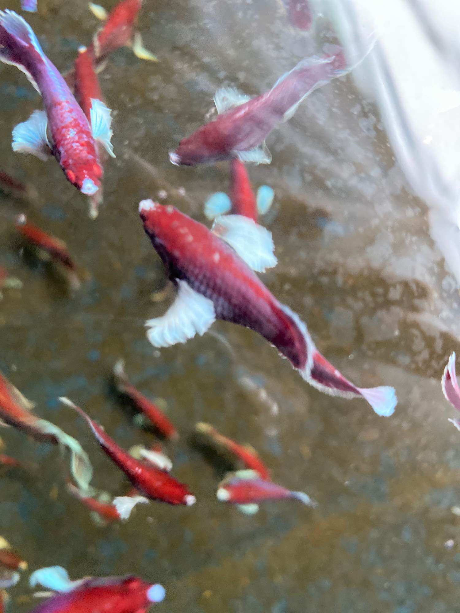 Betta dumbo lavender Halfmoon ( mái bầu   )