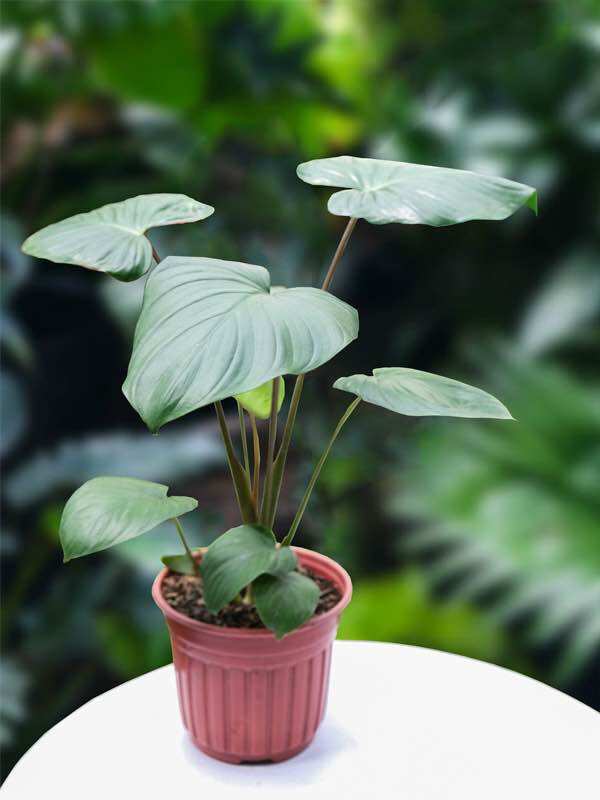 Cây thiên niên kiện ( gốc giống sống 100 %)