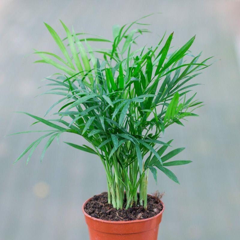 Một cây cau tiểu Trâm