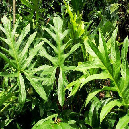 Gốc cây mướp gai đã làm sạch 1 kg