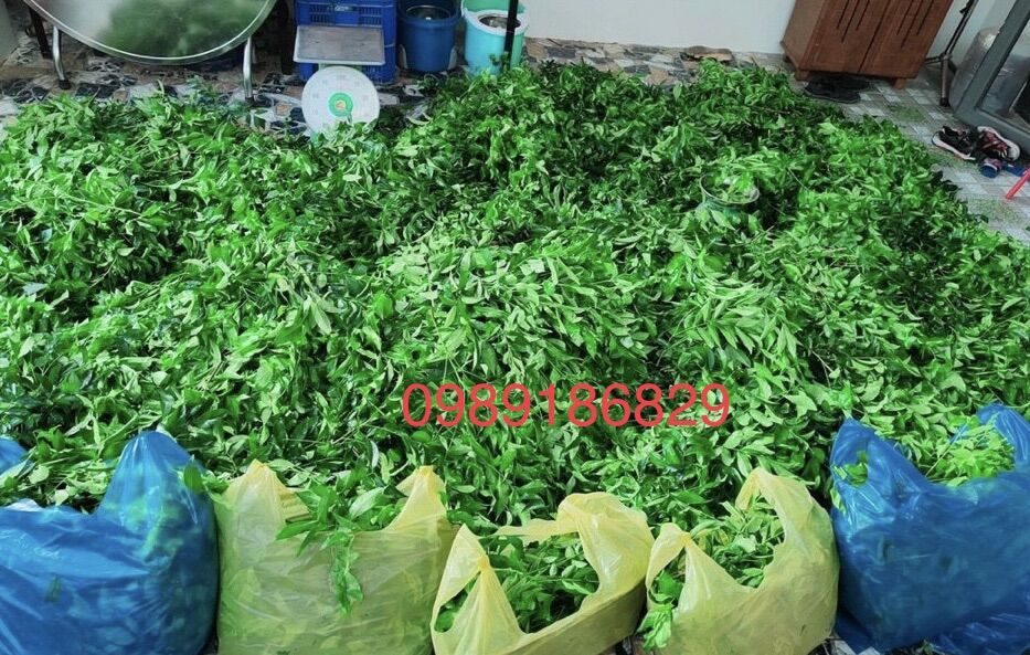 lá mắc mật tươi làm gia vị ướp nướng (đặc sản lạng sơn)