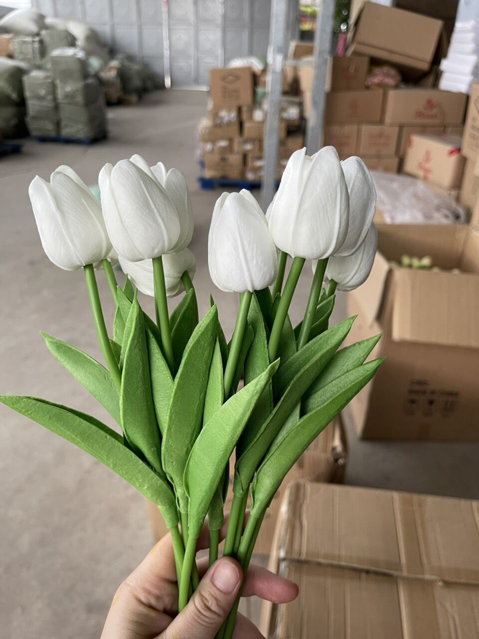 Hoa tulip cao su