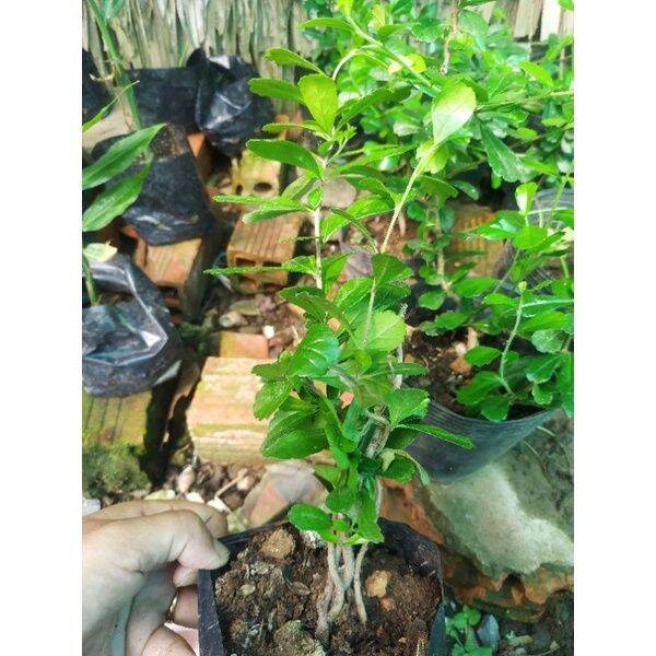 Cây bùm sụm con