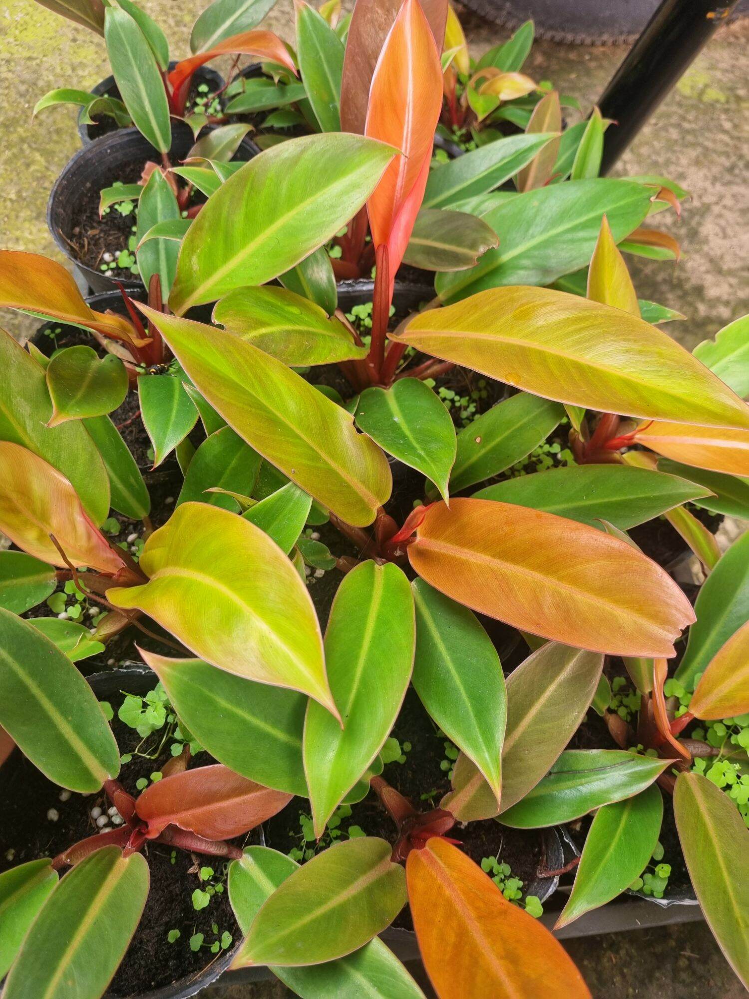 Trầu bà đế vương cam Philodendron erubescens