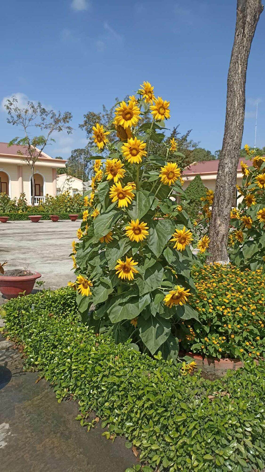 Hướng dương tháp siêu hoa