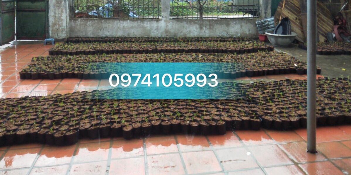 1kg bầu trồng cây 13.12(300 cái/kg)