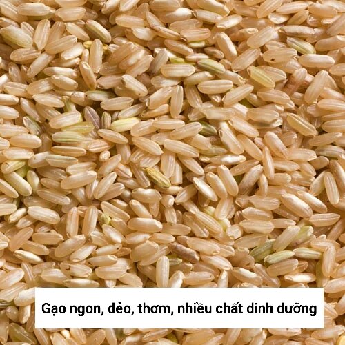 Hạt giống lúa lứt tẻ thơm, lúa lứt Séng cù túi 1kg