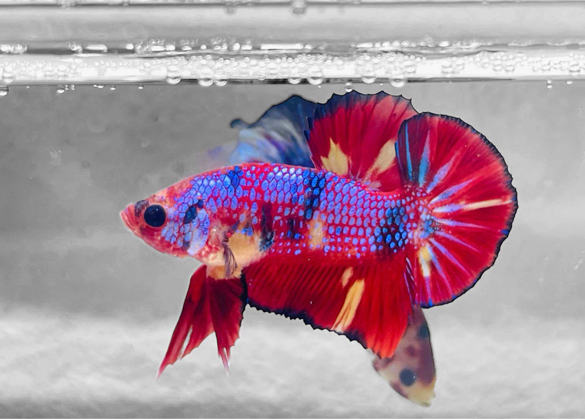 Betta Nemo Muticolor - Hàng cao cấp