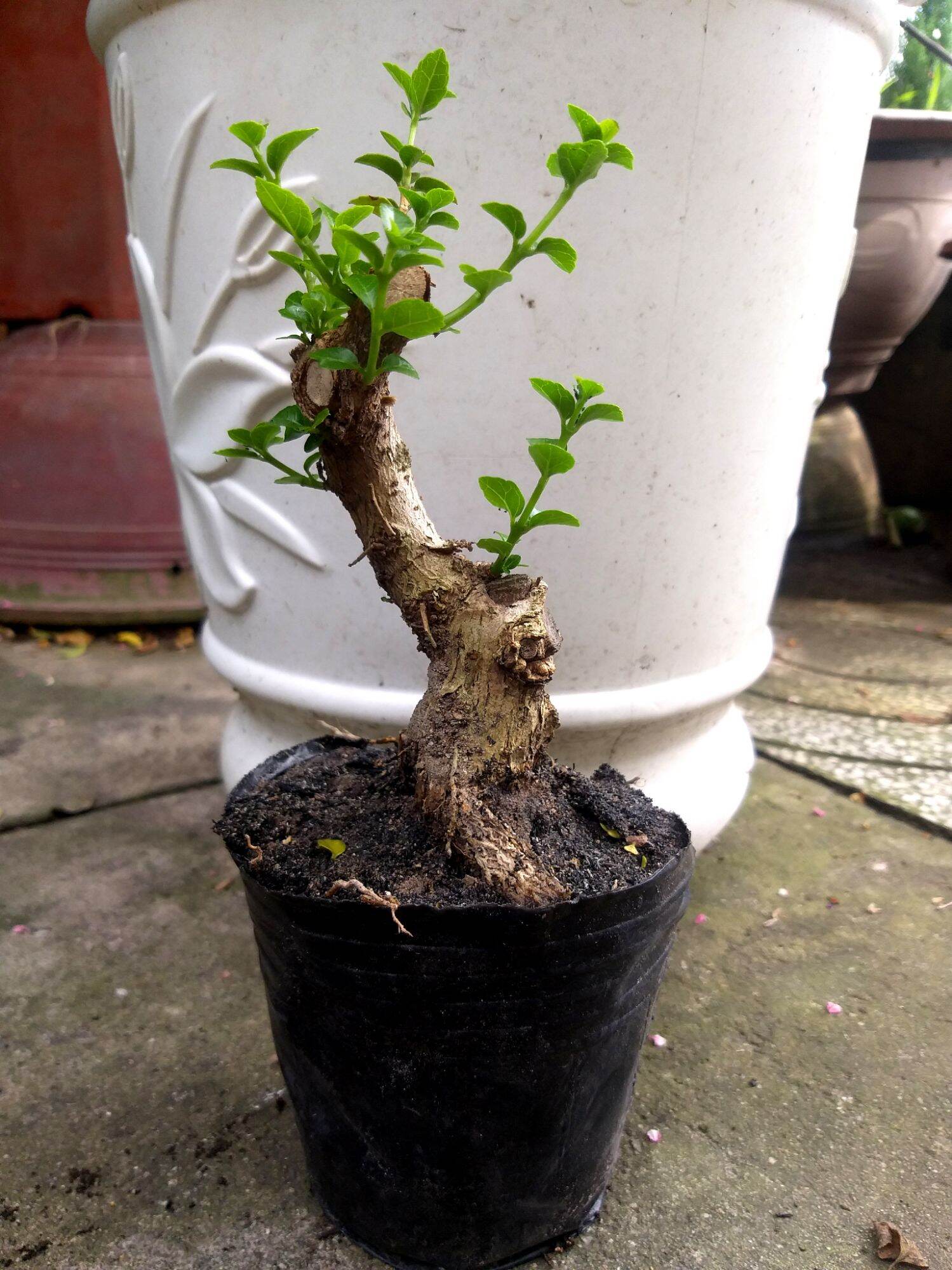Sam hương bonsai mini dạng phôi