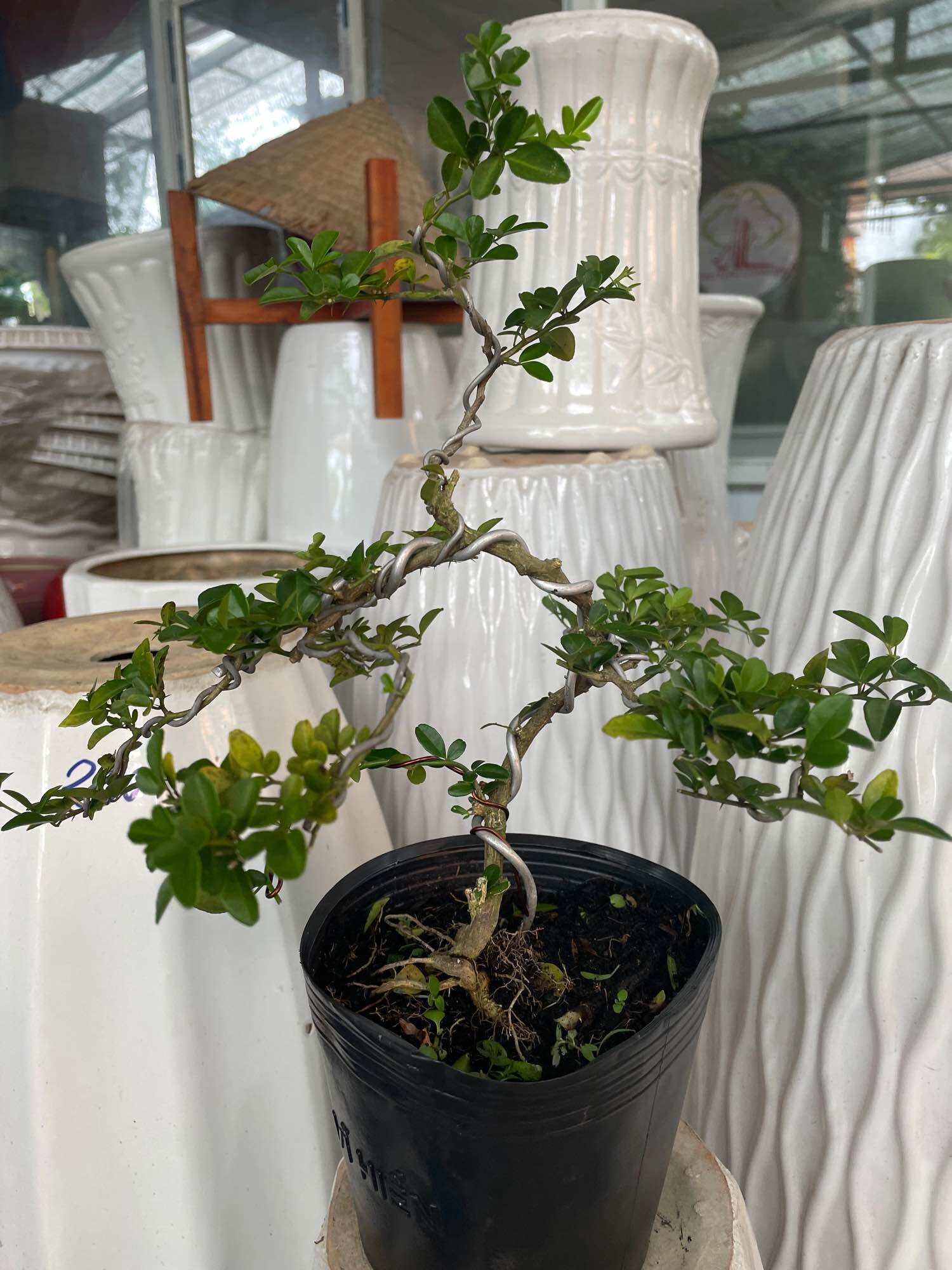 Cây Kim Quýt bonsai mini để bàn