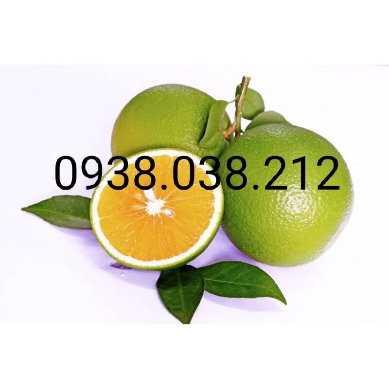 Cây giống cam xoàn