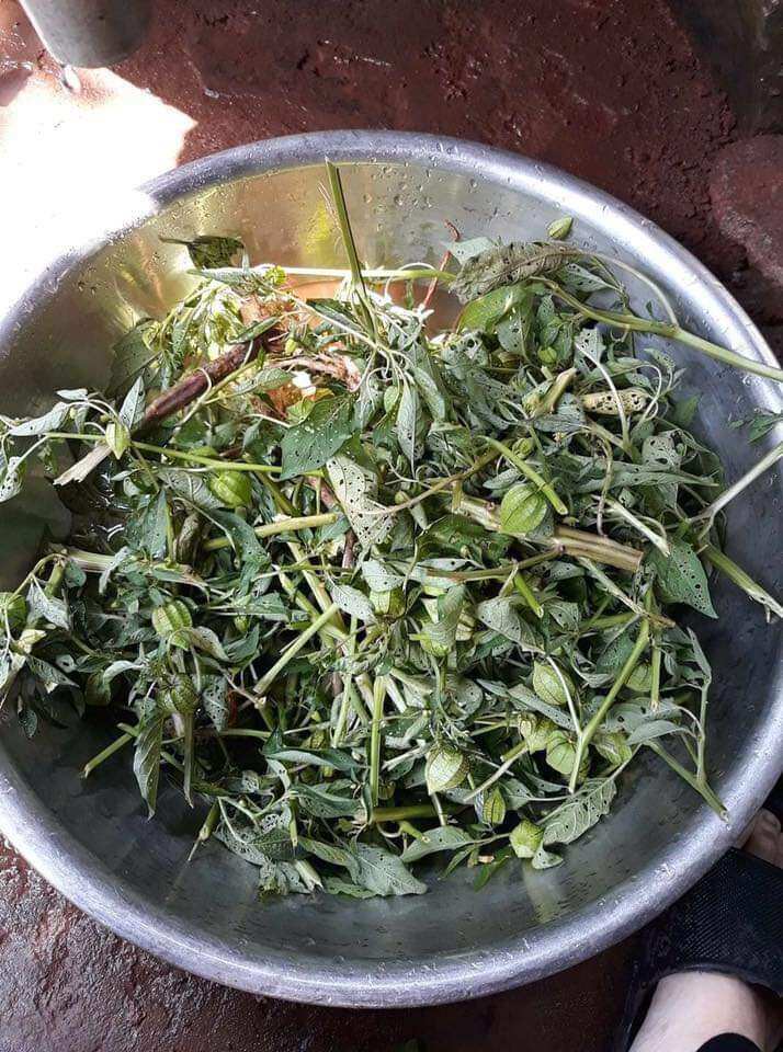 Cây tầm bóp khô ( 1 kg)