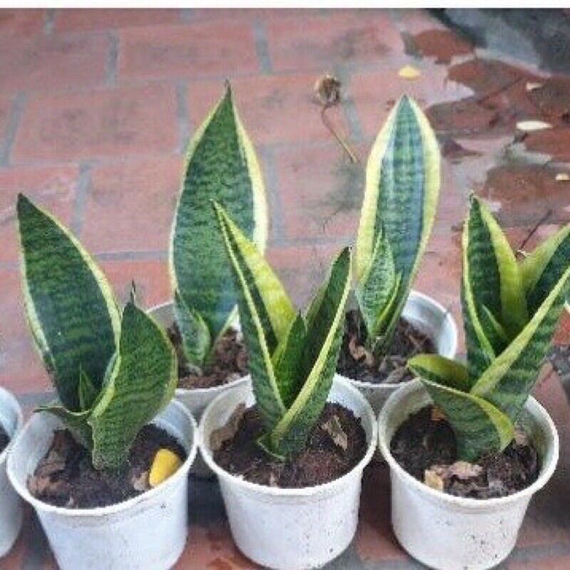 Cây giống lưỡi hổ thái lùn