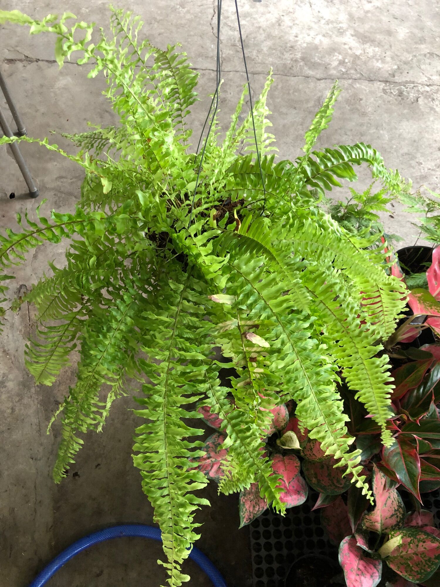 Dương xỉ var/dương xỉ đột biến/dương xỉ cẩm thạch(ảnh chụp thật)