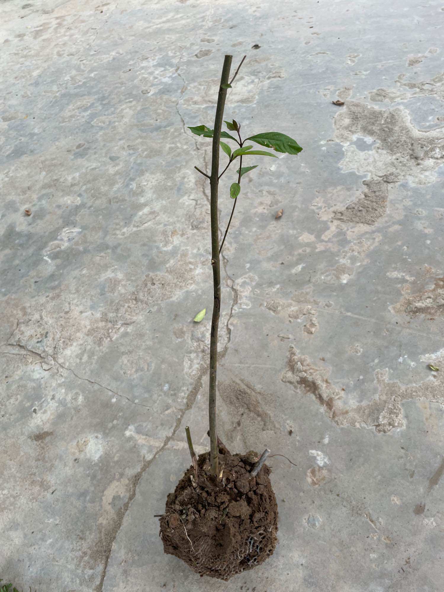 Cây nàng nàng trứng ếch (gốc giống ngẫu nhiên)