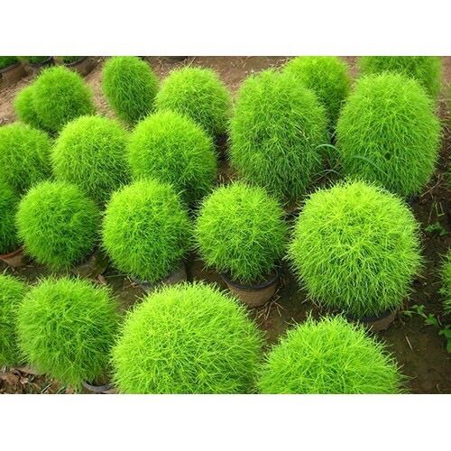 Hạt giống Cỏ đổi màu sỉ 0,2k(gói 50 hạt)
