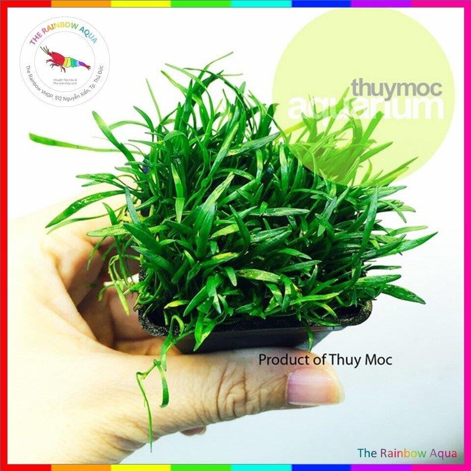 Cây cỏ lưỡi rắn, cây thủy sinh đẹp, khỏe, cực dễ sống không cần CO2