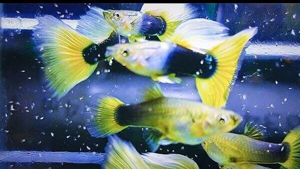 hb yellow - guppy trang trí hồ