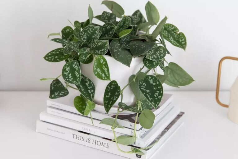 scindapsus exotica