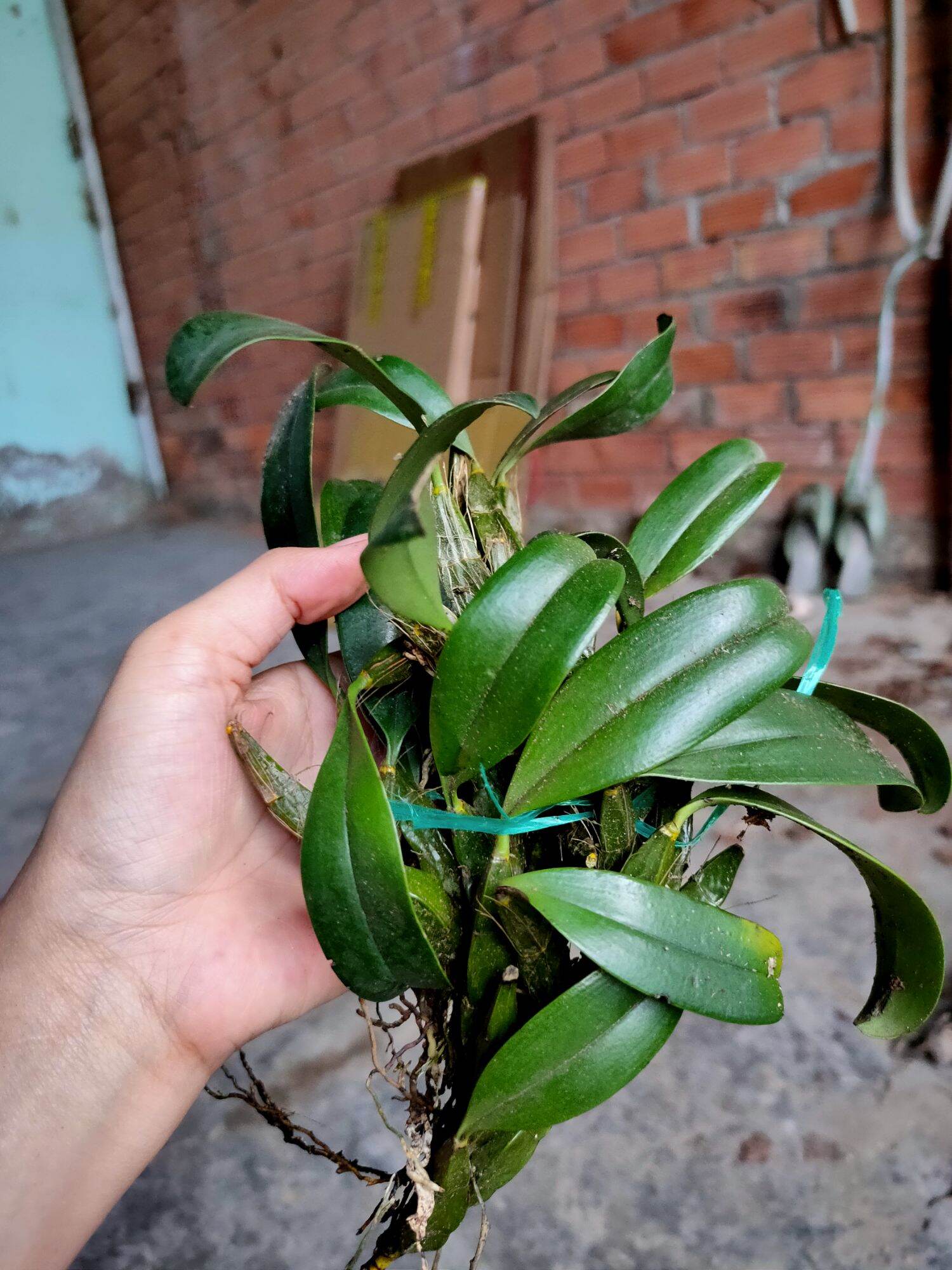Combo 2 bó Lan Vảy Rồng