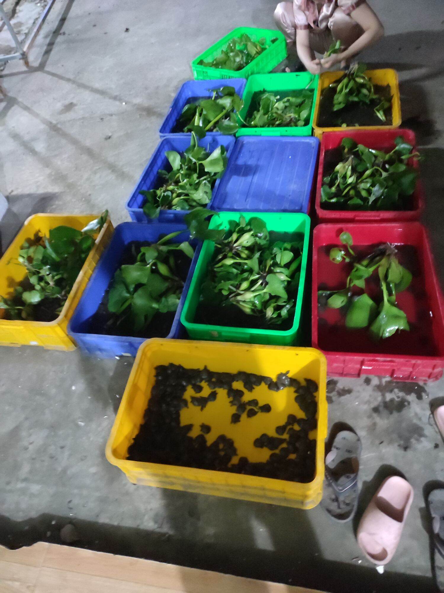 combo 15con baba giống đã phòng bệnh tặng 1 con(bảo hành vận chuyển)