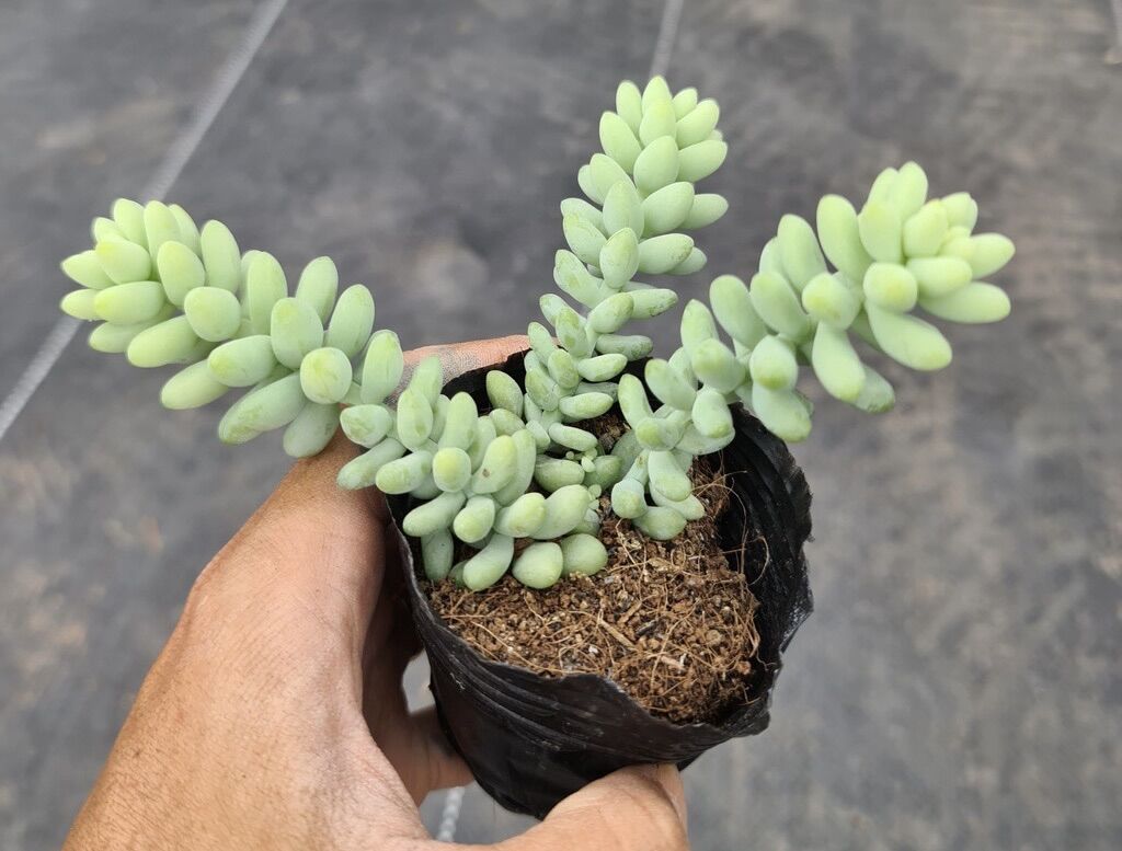 Sen đá chuỗi ngọc size bầu 3-5 cm xuất vườn đà Lạt
