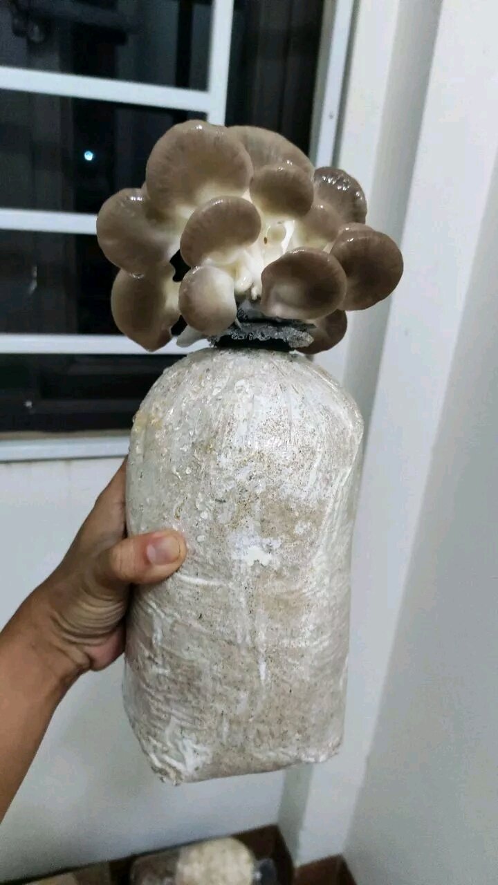 Combo 5 phôi nấm bào ngư xám