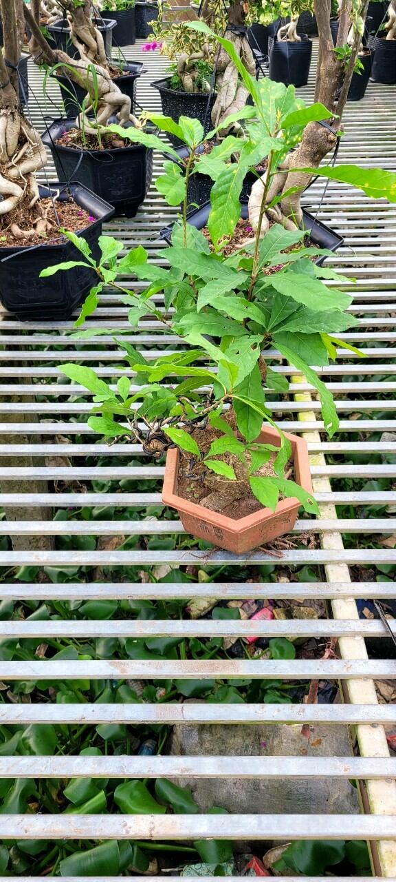 Cây 🌲 Lộc vừng hoa đỏ bonsai mini