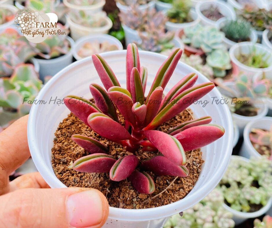 SEN ĐÁ RANDOM SIZE TRUNG BÌNH “HẠT DẺ’’ 9-12CM (1 CÂY)🏺MUA NHIỀU CHỌN KHÁC LOẠI (TỐI ĐA 5 LOẠI) 🌈