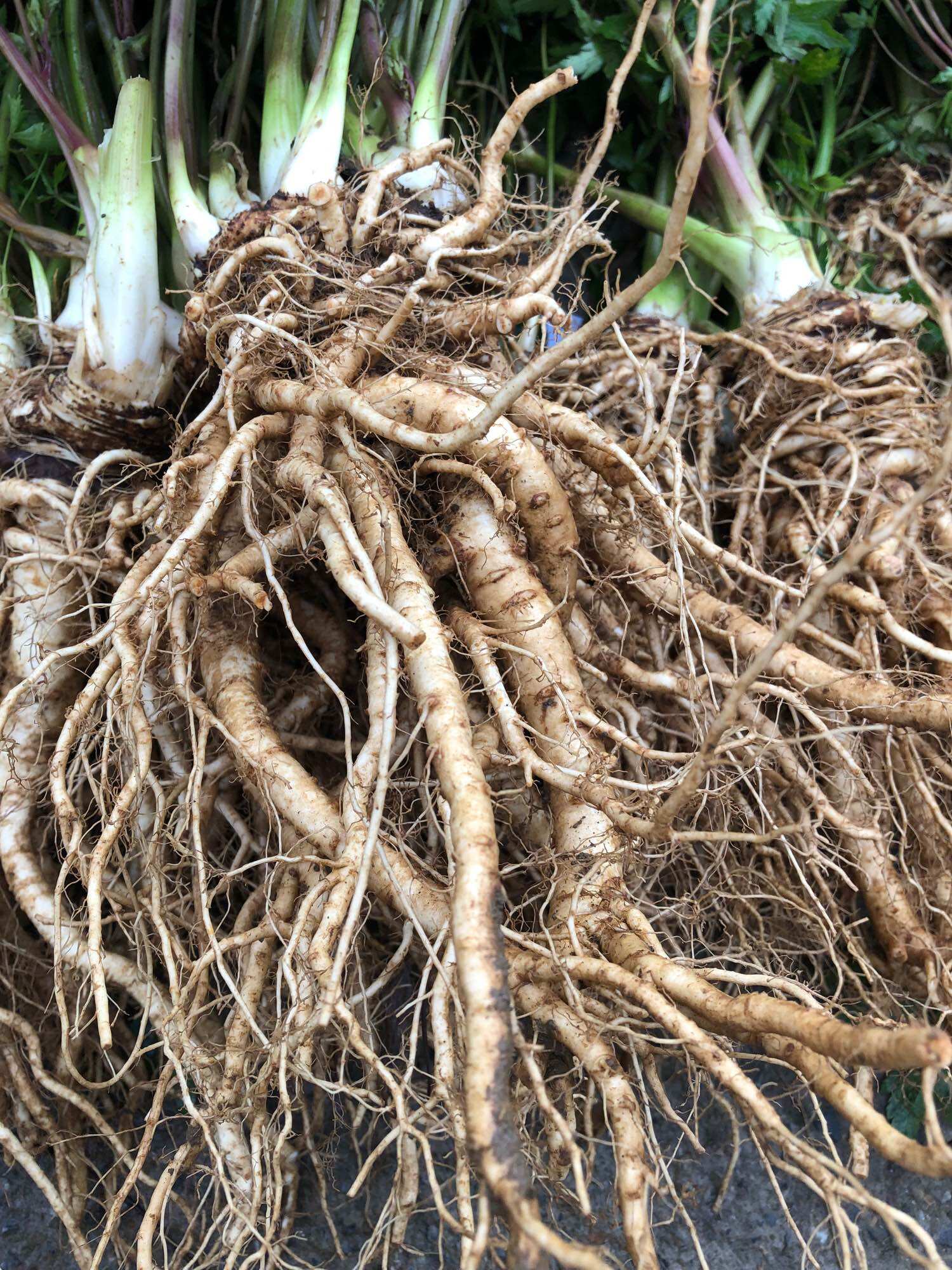 Sâm đương quy tươi hàng 2củ/kg(100k/kg)