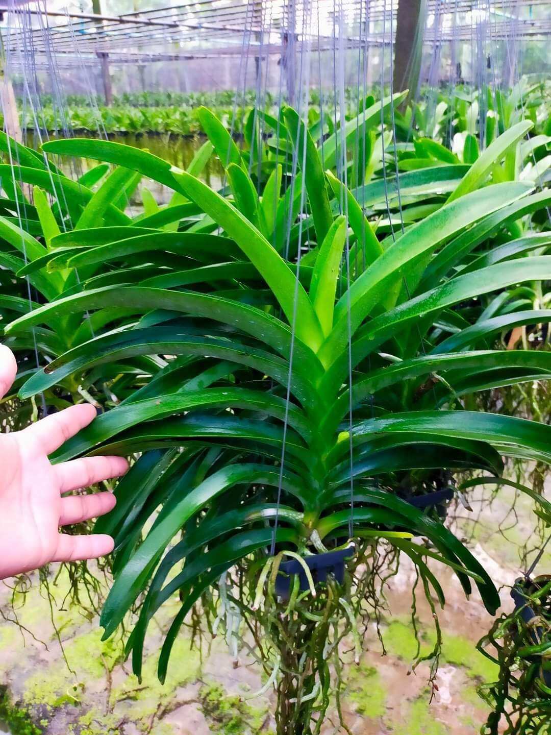 Vanda tím blue trưởng thành sắp hoa